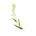 Camelina Oil