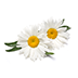 Chamomile Extract