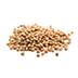 Coriander
