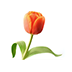 Fire Tulip Extract