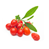 Goji Berry Extract