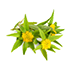Golden Root Extract
