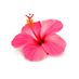 Hibiscus Extract