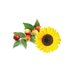 Jojoba and Sunflower