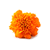 Marigold Flower Extract