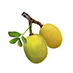 Marula Oil