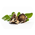 Moringa Seed Oil