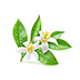 Neroli Oil