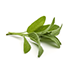 Sage Leaf Extract