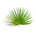 Saw Palmetto Extract