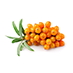 Sea Berry Oil