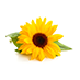 Sunflower Seed Oil