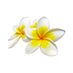 Tiare Flower