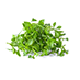 Watercress Extract