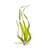 Seaweed