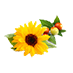 Sunflower Seed and Jojoba